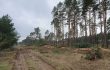 Tesla has to stop clearing forests in Grünheide for the time being